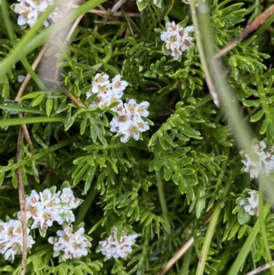 Oreomyrrhis pulvinifica (Cushion Carraway) at Kosciuszko, NSW - 21 Jan 2023 by Ned_Johnston