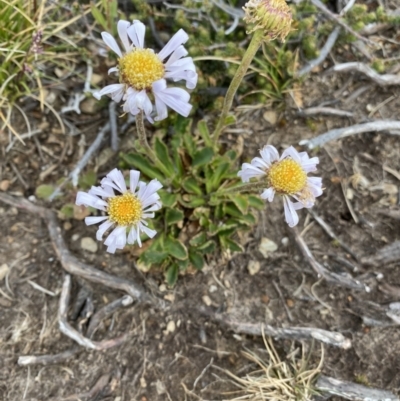 Unidentified Daisy at Kosciuszko National Park, NSW - 21 Jan 2023 by Ned_Johnston