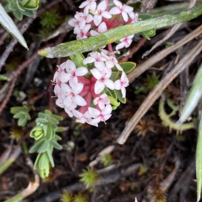 Pimelea alpina (Alpine Rice-flower) at Munyang, NSW - 21 Jan 2023 by Ned_Johnston