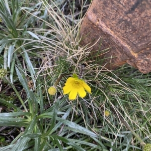 Ranunculus gunnianus at Geehi, NSW - 22 Jan 2023 07:36 AM