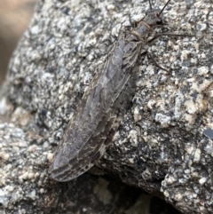 Archichauliodes sp. (genus) (Alderfly or Dobsonfly) at Wilsons Valley, NSW - 21 Jan 2023 by NedJohnston