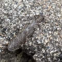 Archichauliodes sp. (genus) at Wilsons Valley, NSW - 21 Jan 2023 08:00 PM