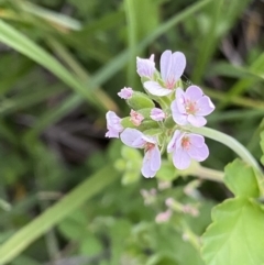 Pelargonium inodorum (Kopata) at Wilsons Valley, NSW - 21 Jan 2023 by Ned_Johnston