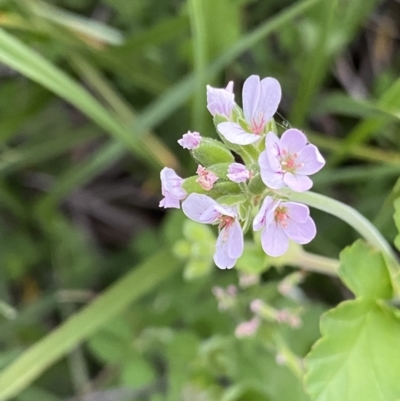 Pelargonium inodorum (Kopata) at Wilsons Valley, NSW - 21 Jan 2023 by NedJohnston