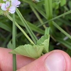 Pelargonium inodorum at Wilsons Valley, NSW - 21 Jan 2023