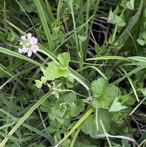 Pelargonium inodorum at Wilsons Valley, NSW - 21 Jan 2023