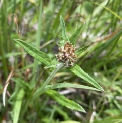 Euchiton limosus (Swamp Cudweed) at Wilsons Valley, NSW - 21 Jan 2023 by Ned_Johnston