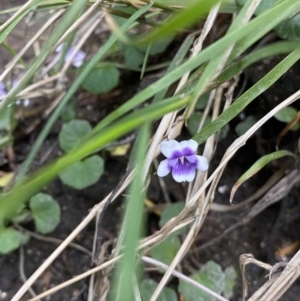 Viola hederacea at Wilsons Valley, NSW - 21 Jan 2023 02:08 PM