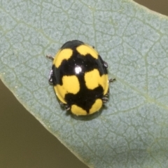 Illeis galbula (Fungus-eating Ladybird) at Higgins, ACT - 12 Jan 2023 by AlisonMilton