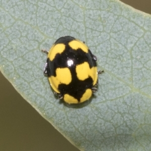 Illeis galbula at Higgins, ACT - 12 Jan 2023 03:33 PM