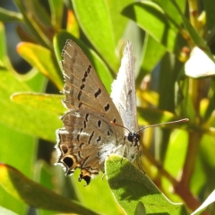 Jalmenus ictinus (Stencilled Hairstreak) at Acton, ACT - 23 Jan 2023 by HelenCross