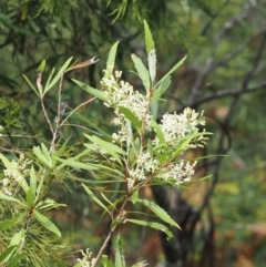 Lomatia myricoides (River Lomatia) at Cotter River, ACT - 21 Jan 2023 by RAllen