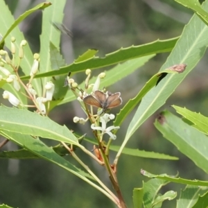 Neolucia agricola at Cotter River, ACT - 21 Jan 2023 02:54 PM