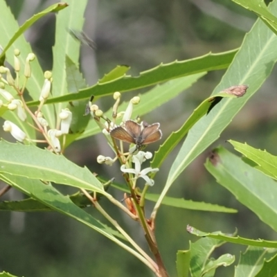 Neolucia agricola (Fringed Heath-blue) at Namadgi National Park - 21 Jan 2023 by RAllen