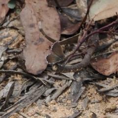 Neolucia agricola at Cotter River, ACT - 21 Jan 2023 02:54 PM