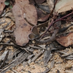 Neolucia agricola at Cotter River, ACT - 21 Jan 2023 02:54 PM