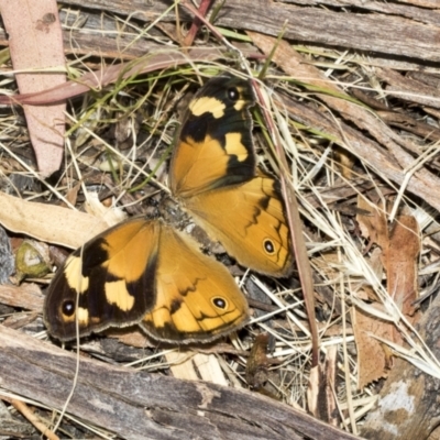 Heteronympha merope (Common Brown Butterfly) at Scullin, ACT - 12 Jan 2023 by AlisonMilton