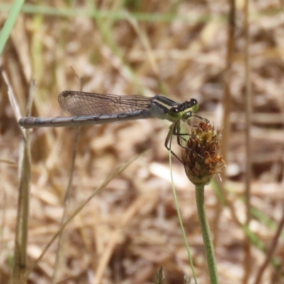 Ischnura heterosticta (Common Bluetail Damselfly) at Tuggeranong Creek to Monash Grassland - 23 Jan 2023 by RodDeb