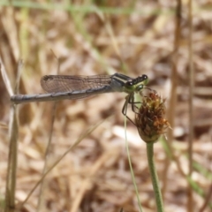 Ischnura heterosticta at Monash, ACT - 23 Jan 2023