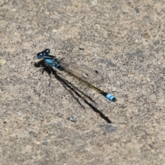 Ischnura heterosticta (Common Bluetail Damselfly) at Monash, ACT - 23 Jan 2023 by RodDeb