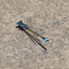 Ischnura heterosticta at Monash, ACT - 23 Jan 2023