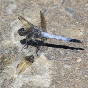 Orthetrum caledonicum at Monash, ACT - 23 Jan 2023