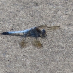 Orthetrum caledonicum at Monash, ACT - 23 Jan 2023 11:44 AM