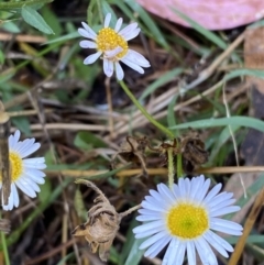 Erigeron karvinskianus (Seaside Daisy) at Jerrabomberra, NSW - 23 Jan 2023 by SteveBorkowskis