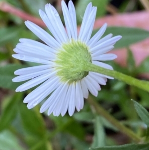 Erigeron karvinskianus at Jerrabomberra, NSW - 23 Jan 2023 06:01 PM