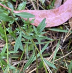 Erigeron karvinskianus at Jerrabomberra, NSW - 23 Jan 2023 06:01 PM