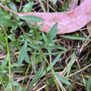 Erigeron karvinskianus at Jerrabomberra, NSW - 23 Jan 2023 06:01 PM