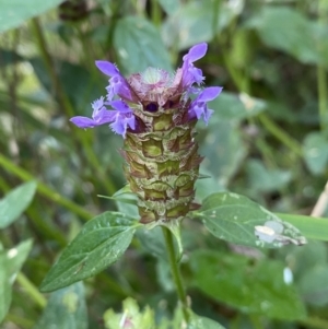 Prunella vulgaris at Jerrabomberra, NSW - 23 Jan 2023