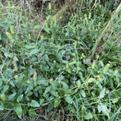 Prunella vulgaris at Jerrabomberra, NSW - 23 Jan 2023 06:00 PM