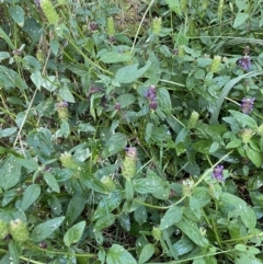 Prunella vulgaris at Jerrabomberra, NSW - 23 Jan 2023