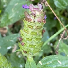 Prunella vulgaris at Jerrabomberra, NSW - 23 Jan 2023 06:00 PM