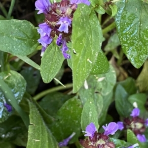 Prunella vulgaris at Jerrabomberra, NSW - 23 Jan 2023 06:00 PM