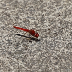 Diplacodes haematodes at Monash, ACT - 23 Jan 2023 12:52 PM