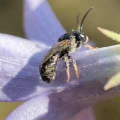 Lasioglossum (Chilalictus) sp. (genus & subgenus) (Halictid bee) at Jerrabomberra, NSW - 23 Jan 2023 by SteveBorkowskis
