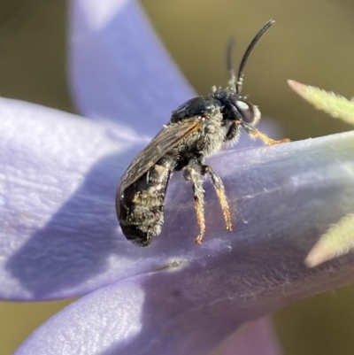 Lasioglossum (Chilalictus) sp. (genus & subgenus) (Halictid bee) at Jerrabomberra, NSW - 23 Jan 2023 by SteveBorkowskis