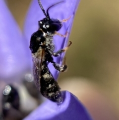 Lasioglossum (Chilalictus) sp. (genus & subgenus) at Jerrabomberra, NSW - 23 Jan 2023