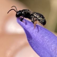 Lasioglossum (Chilalictus) sp. (genus & subgenus) at Jerrabomberra, NSW - 23 Jan 2023