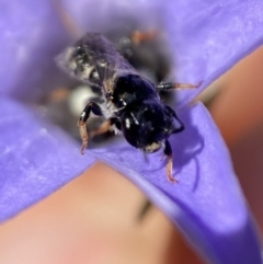 Lasioglossum (Chilalictus) sp. (genus & subgenus) at Jerrabomberra, NSW - 23 Jan 2023