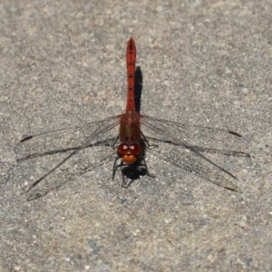 Diplacodes bipunctata at Monash, ACT - 23 Jan 2023