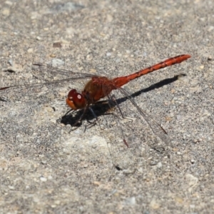 Diplacodes bipunctata at Monash, ACT - 23 Jan 2023