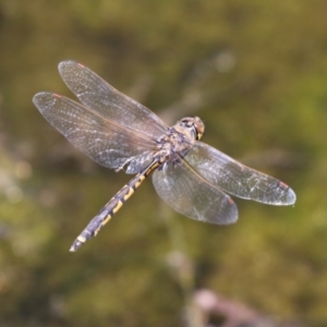 Hemicordulia tau at Monash, ACT - 23 Jan 2023