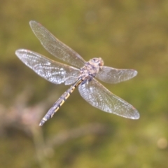 Hemicordulia tau at Monash, ACT - 23 Jan 2023