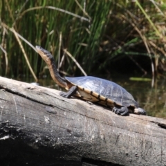 Chelodina longicollis (Eastern Long-necked Turtle) at Tuggeranong Creek to Monash Grassland - 23 Jan 2023 by RodDeb