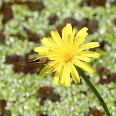 Hesperiidae (family) (Unidentified Skipper butterfly) at Black Range, NSW - 22 Jan 2023 by KMcCue