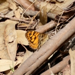 Geitoneura acantha (Ringed Xenica) at Black Range, NSW - 22 Jan 2023 by KMcCue