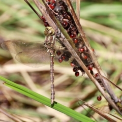 Adversaeschna brevistyla (Blue-spotted Hawker) at Black Range, NSW - 22 Jan 2023 by KMcCue